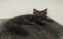 Maine Coon gatti in vendita: Noah & Nausica a Città Metropolitana di Venezia - Immagine 4