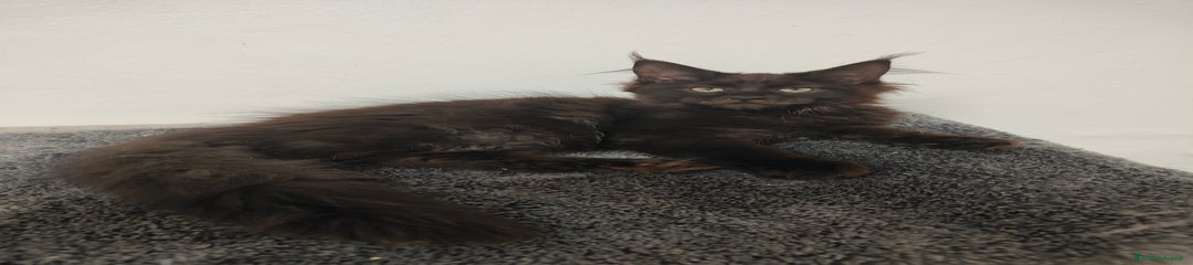 Nausica