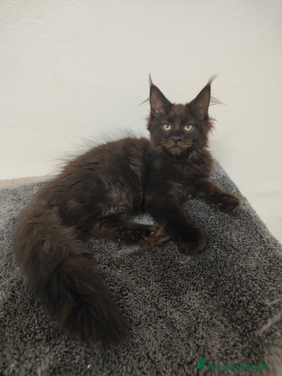 Maine Coon gatti in vendita: Noah & Nausica a Città Metropolitana di Venezia - Immagine 4