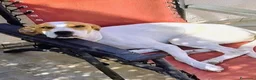 Meticcio cani in regalo: 1 anno taglia media, rinuncia  - Annuncio 5