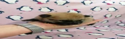 Volpino Pomerania cani in vendita: Volpino nano cuccioli - Annuncio 12