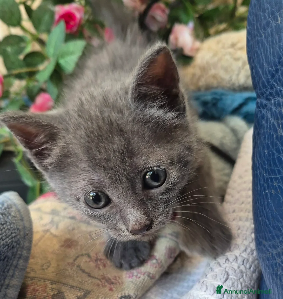 Blu di Russia gatti in vendita: Gattino Blu di Russia 2 mesi a Città Metropolitana di Genova - Annuncio 1
