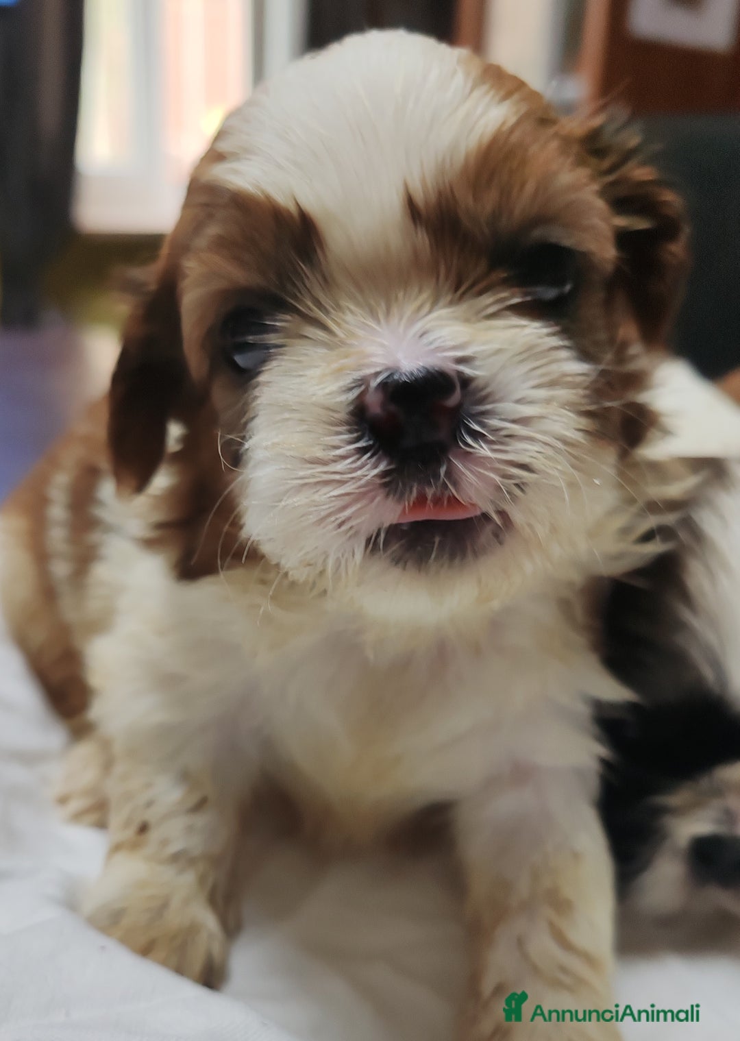 Shih Tzu cani in vendita: Cuccioli di shitzu a Provincia di Cuneo - Immagine 3