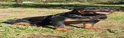 Rottweiler cani in vendita: Cuccioli Rottweiler  - Annuncio 33