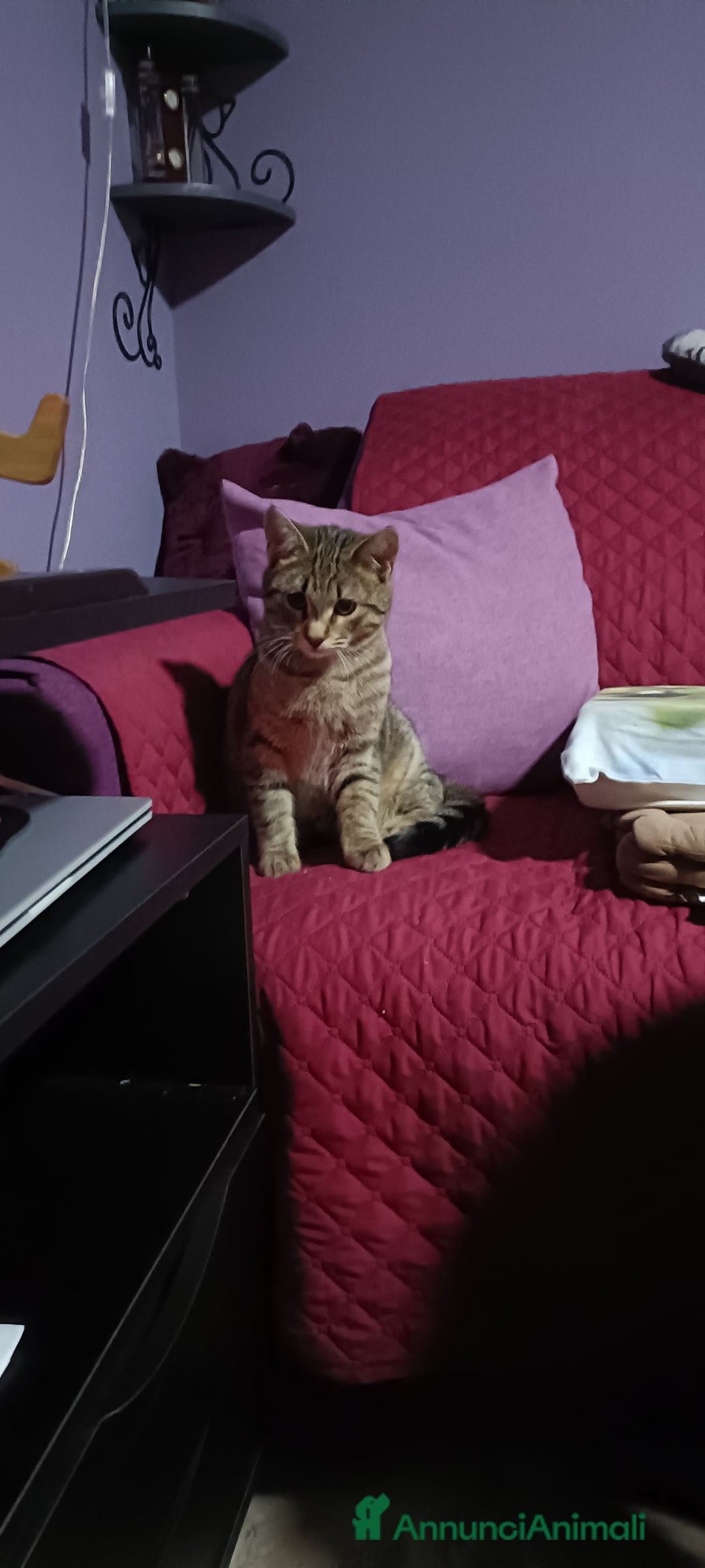 Europeo gatti in regalo: 3 moschettieri  - Annuncio 4