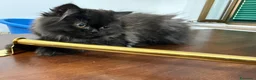 Persiano gatti in vendita: Gatto persiano - Annuncio 2