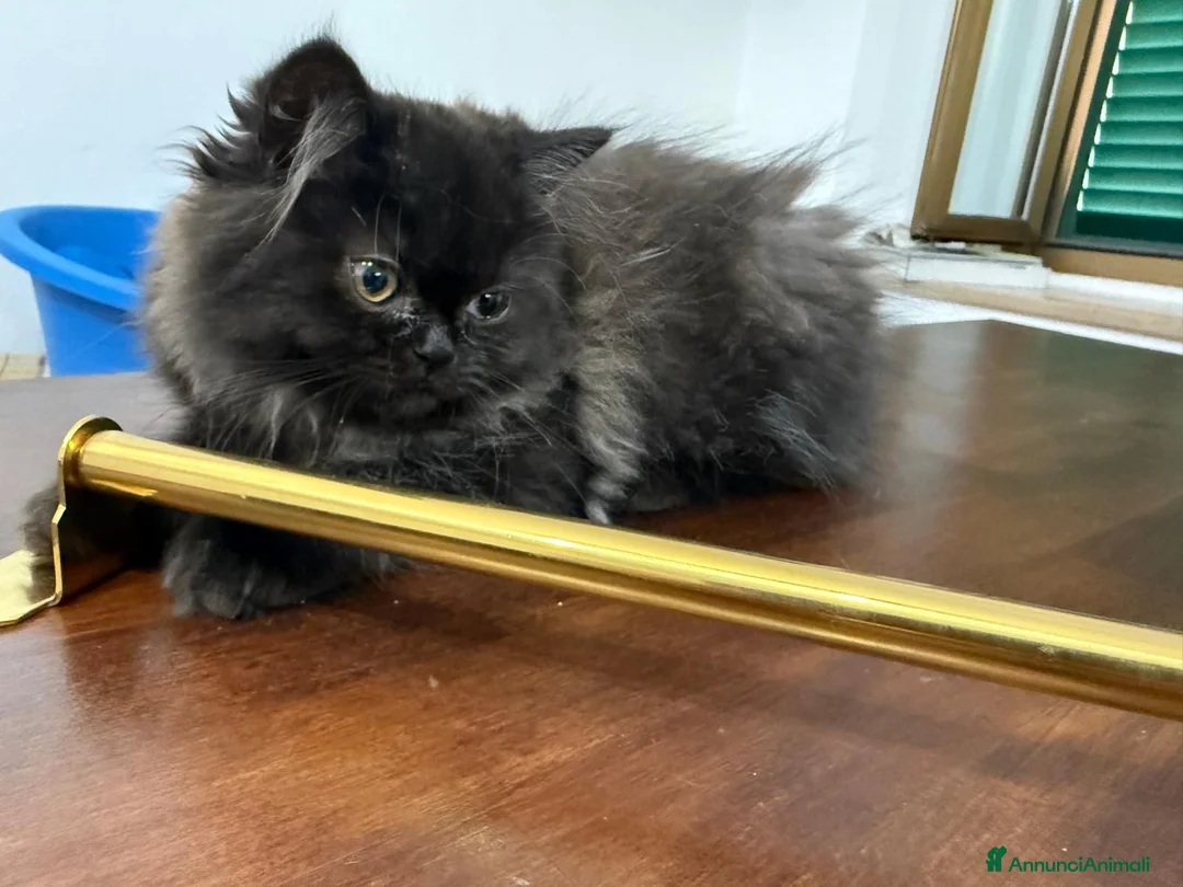 Persiano gatti in vendita: Gatto persiano - Annuncio 2
