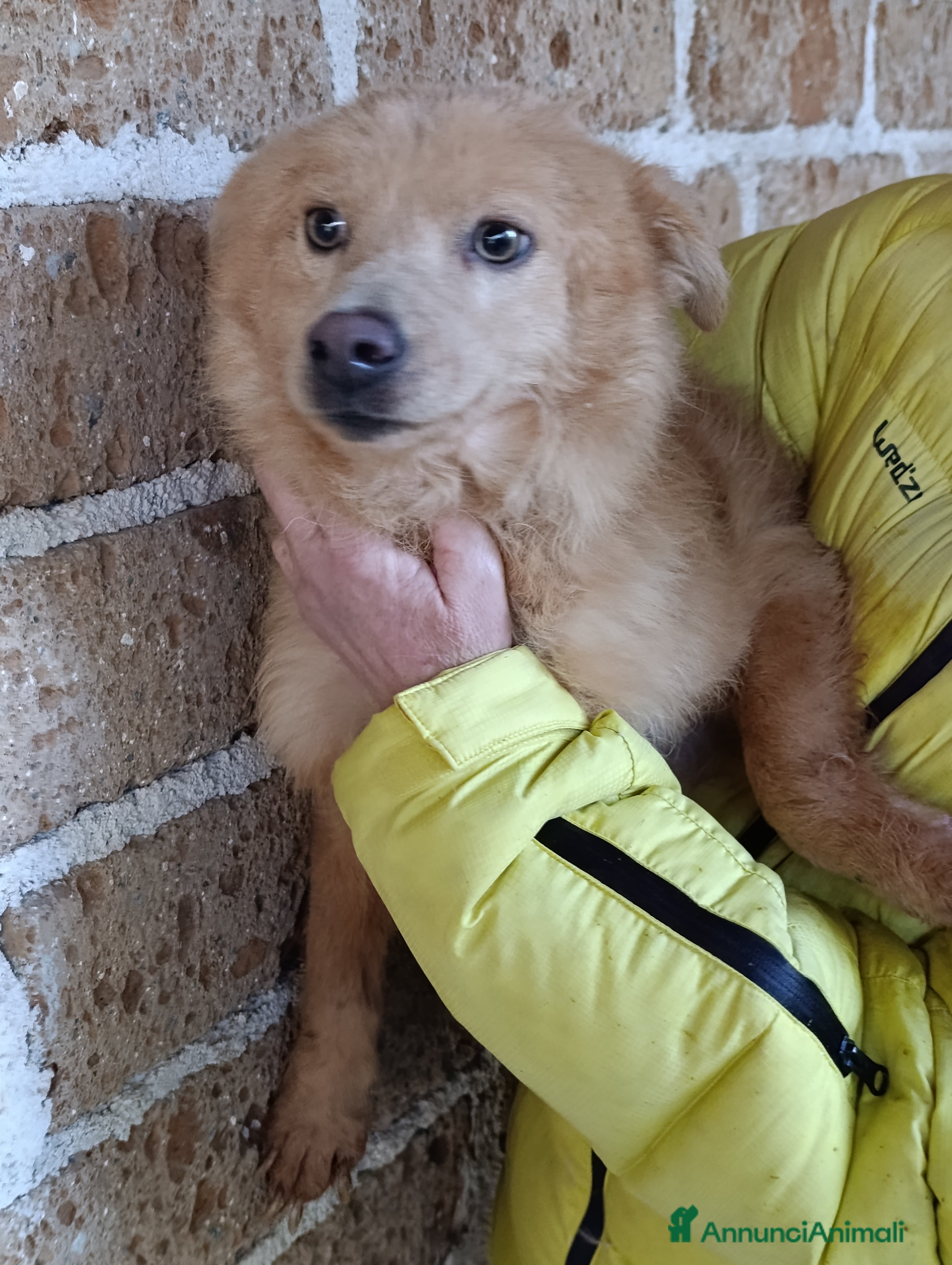 Meticcio cani Rosetta e Puffetta, 10 kg di dolcezza, in adozione - Annuncio 1
