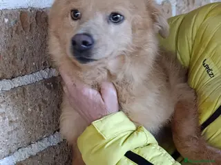 Meticcio cani Rosetta e Puffetta, 10 kg di dolcezza, in adozione - Annuncio 19