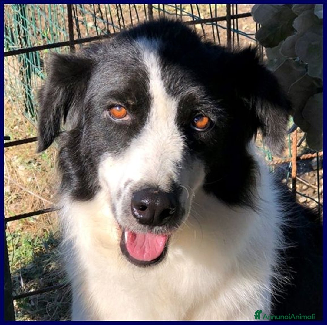 Meticcio cani in regalo: PETRUX  buono con tutti!Adora l'acqua - Annuncio 7