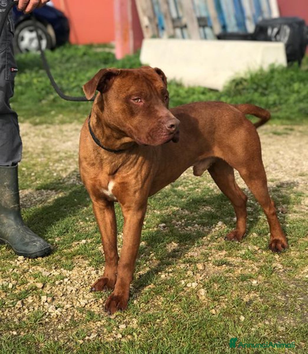 Meticcio cani in regalo: EVANDER, sguardo malinconico che conquista tutti a Provincia di Latina - Annuncio 9