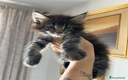 Maine Coon gatti in vendita: Cuccioli Maine coon a Provincia di Cremona - Immagine 9