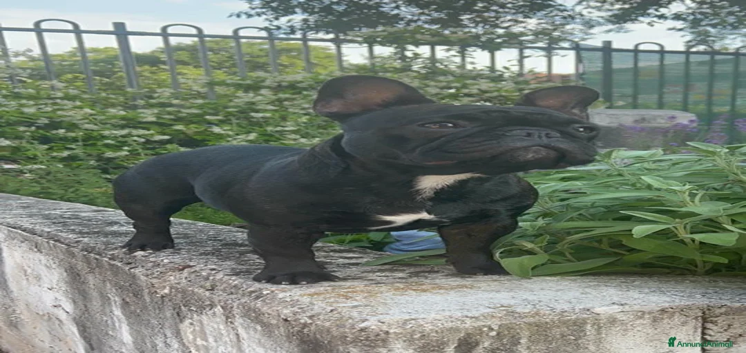 Immagine della galleria {{count}}