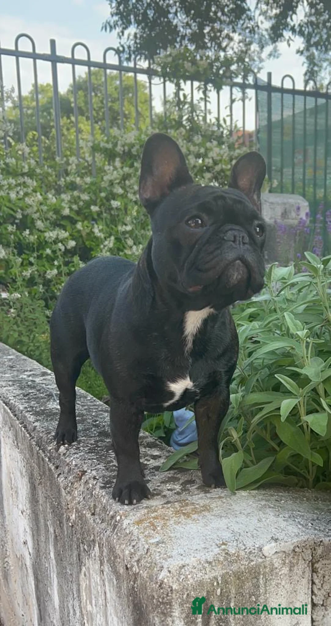 Immagine della galleria {{count}}