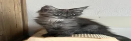 Maine Coon gatti in vendita: Maine Coon  - Annuncio 3