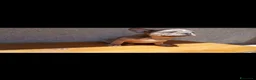 Bulldog Francese cani in vendita: Bulldog francese blu and tan - Annuncio 3