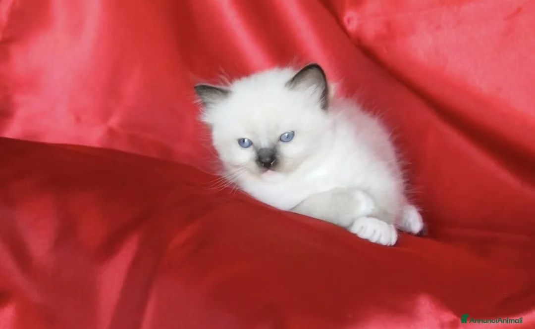 Ragdoll gatti in vendita: Cuccioli di Ragdoll di alta genealogia  - Annuncio 5
