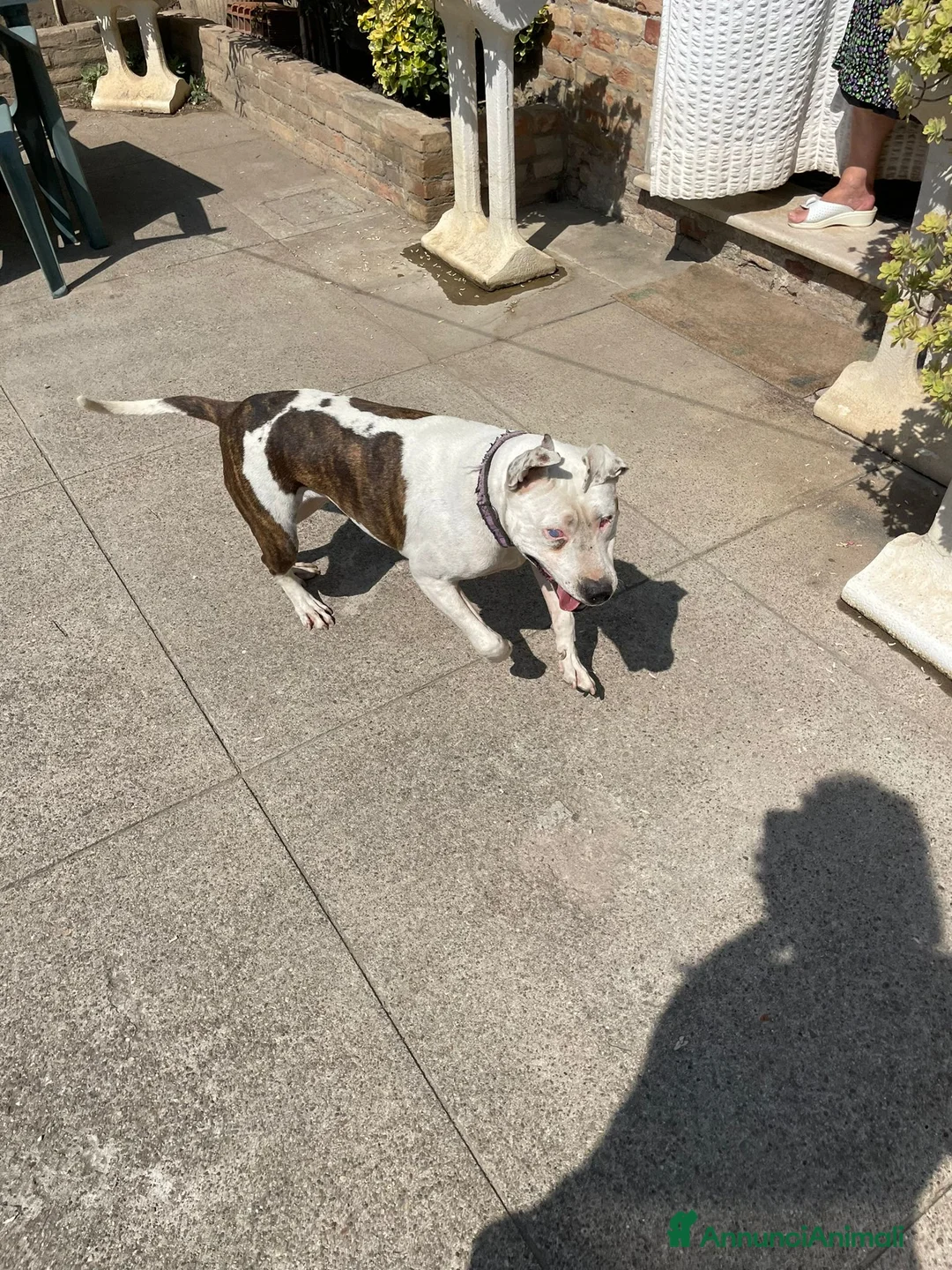 Pitbull cani in regalo: Pitbull salvata 2anni fa,ha xso 1occhio,CREMONA a Città Metropolitana di Milano - Annuncio 8