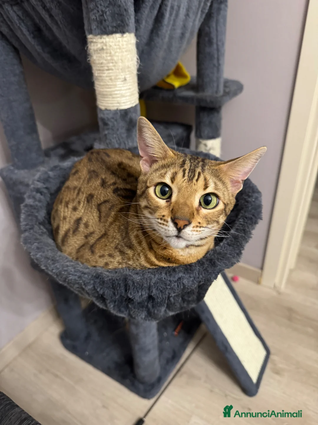 Bengala gatti per accoppiamento: Cerco gatto maschio possibilmente snow  a Provincia di Pescara - Annuncio 5