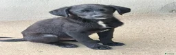 Meticcio cani in regalo: Max 3 mesi a Città Metropolitana di Venezia - Annuncio 3