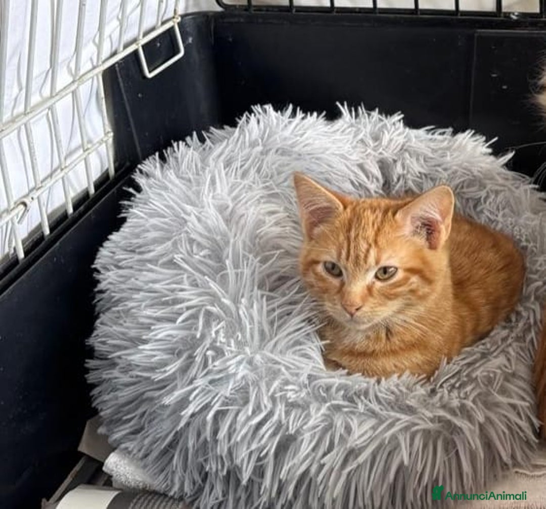 Altre razze gatti in regalo: Tarzan, micino rosso, 4 mesi, cerca casa  - Annuncio 1