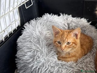 Altre razze gatti Tarzan, micino rosso, 4 mesi, cerca casa - Annuncio 2