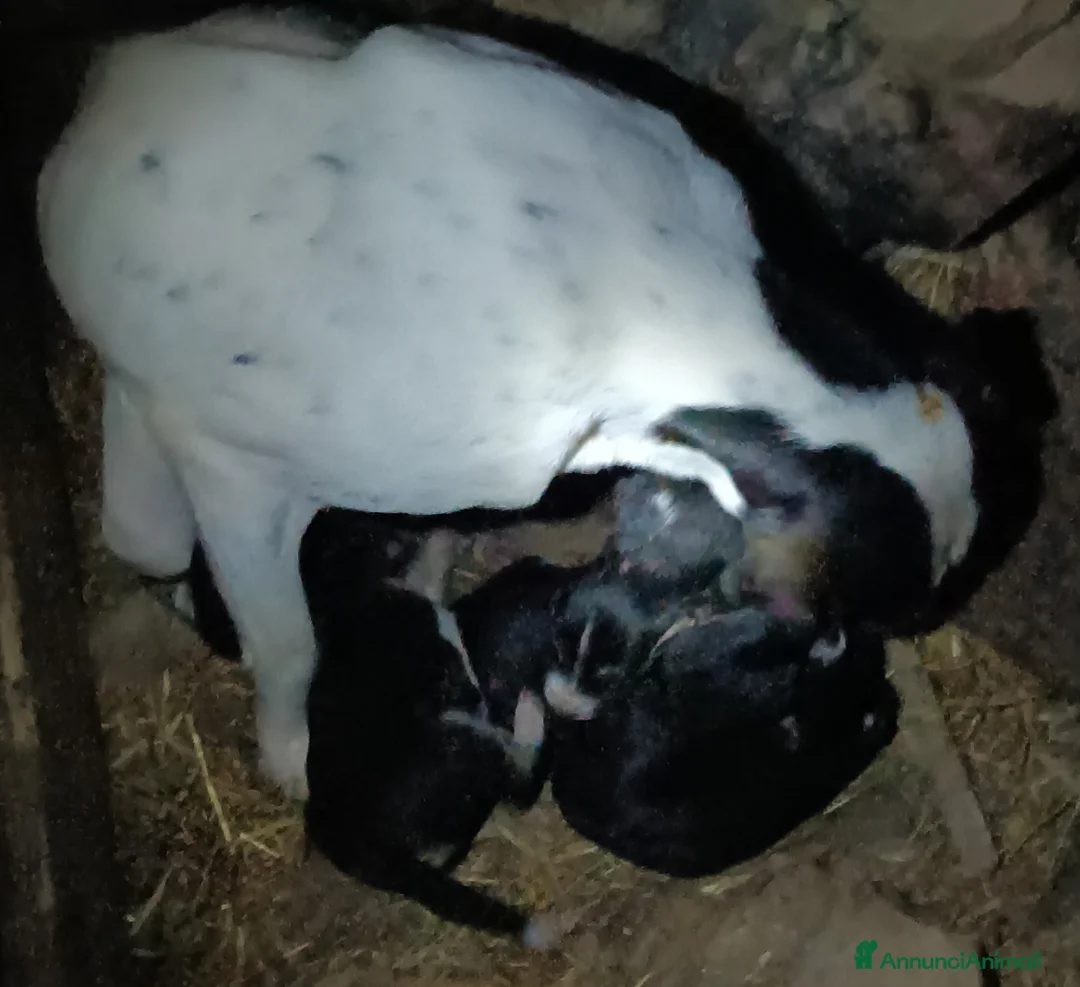 Meticcio cani in vendita: Cuccioli da caccia/tartufi  - Annuncio 7