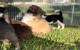 Chihuahua cani in vendita: Cuccioli chihuahua  a Città metropolitana di Milano - Immagine 2