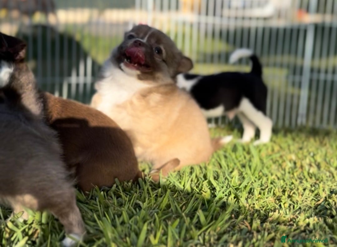 Chihuahua cani in vendita: Cuccioli chihuahua  a Città metropolitana di Milano - Immagine 2