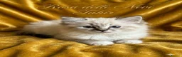 Ragdoll gatti in vendita: Ragdoll seal point tabby mitted - Annuncio 2