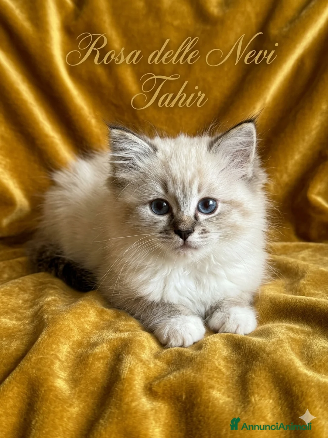 Ragdoll gatti in vendita: Ragdoll seal point tabby mitted - Annuncio 2