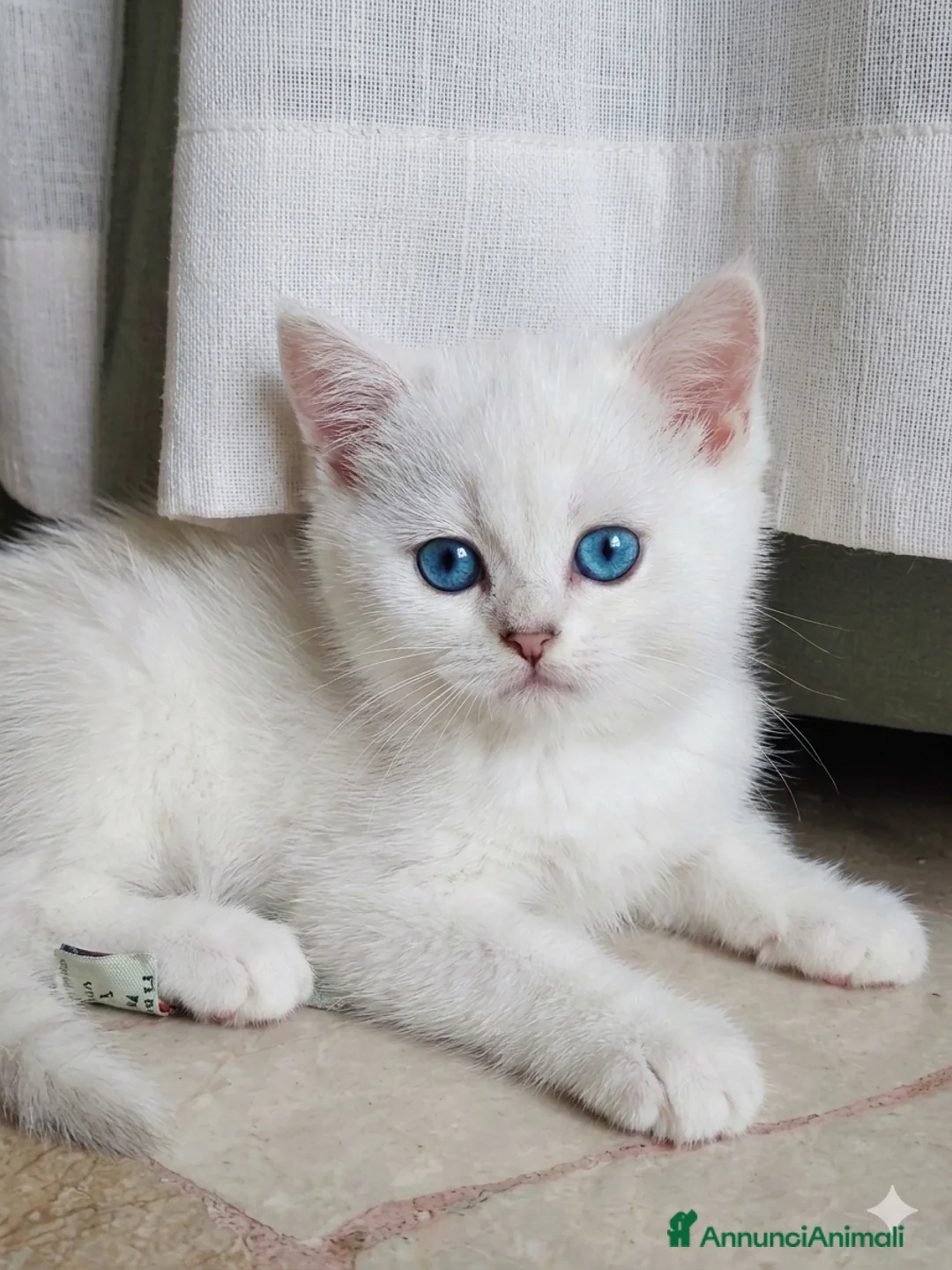 British gatti in vendita: Cuccioli black silver  a Provincia di Padova - Annuncio 1