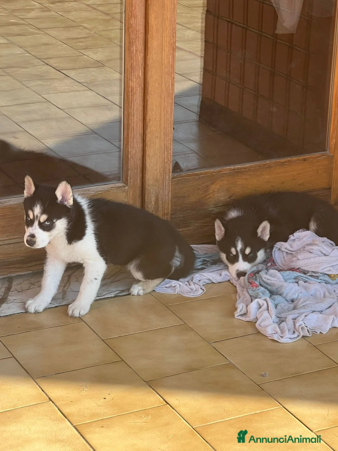 Husky cani in vendita: Siberian Husky  - Annuncio 2