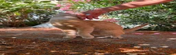 Meticcio gatti in regalo: Dolce maschietto, 7 mesi circa  - Annuncio 7