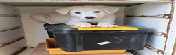 Meticcio cani in regalo: Tenero Romolo  - Annuncio 3