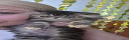 Persiano gatti in vendita: Gatti persiani  - Annuncio 2