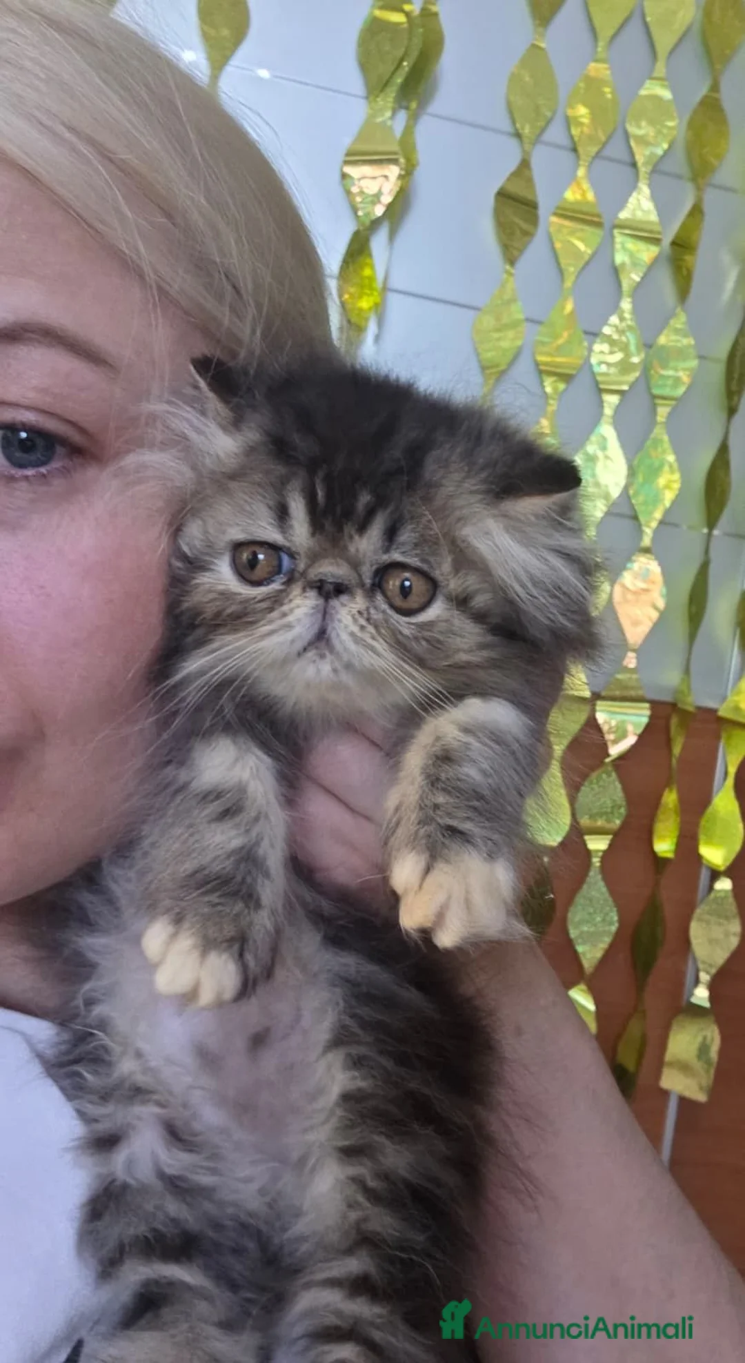 Persiano gatti in vendita: Gatti persiani  - Annuncio 2