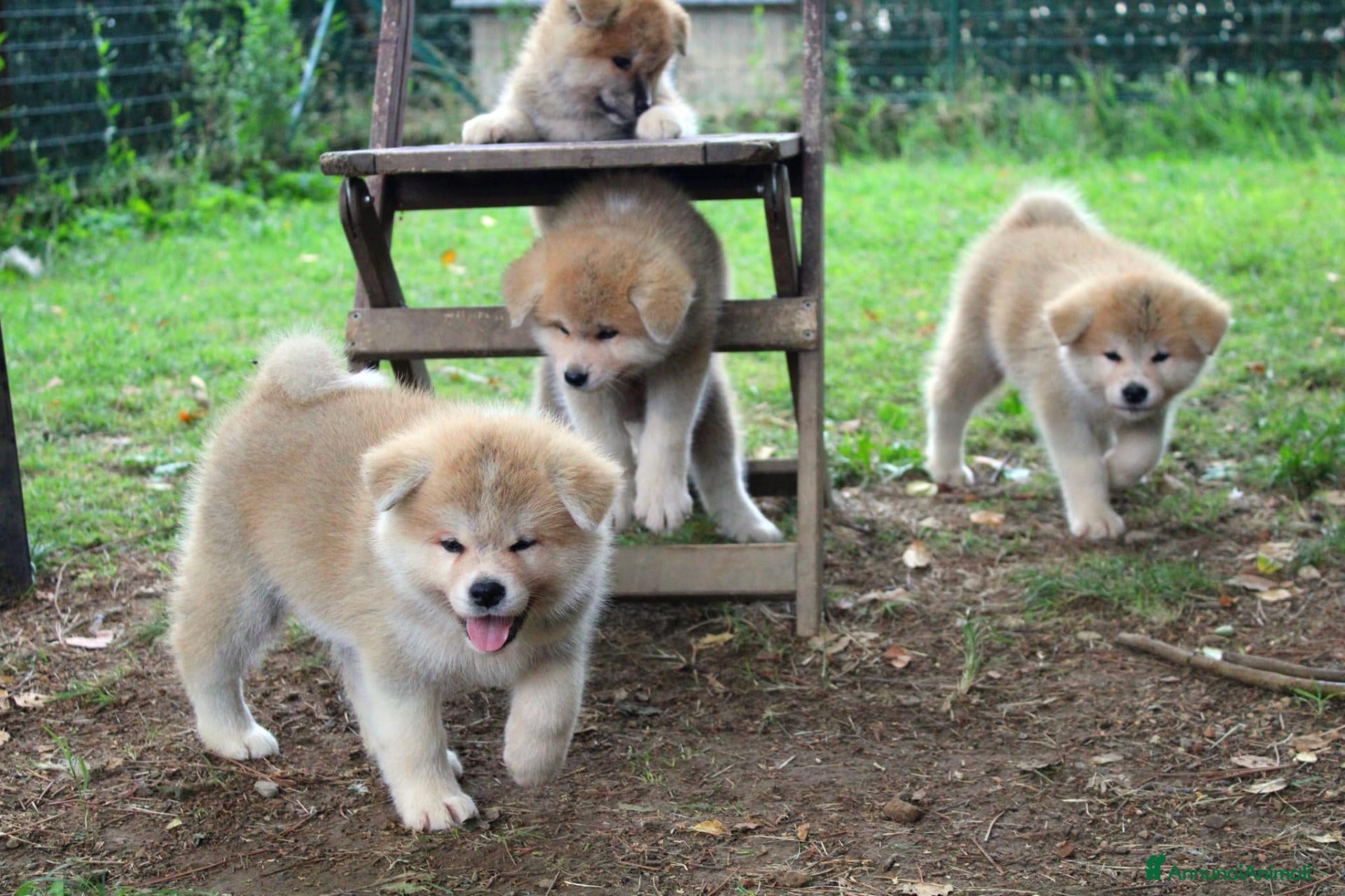 Akita Inu cani Cuccioli di AKITA LOMBARDIA - Annuncio 4