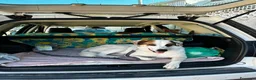 Pastore della Sila cani in regalo: Lunita - Annuncio 2