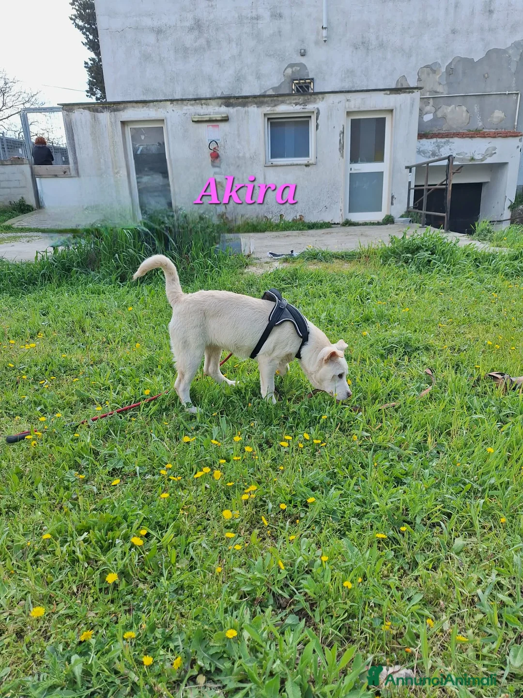 Meticcio cani in regalo: Akira in adozione - Annuncio 4