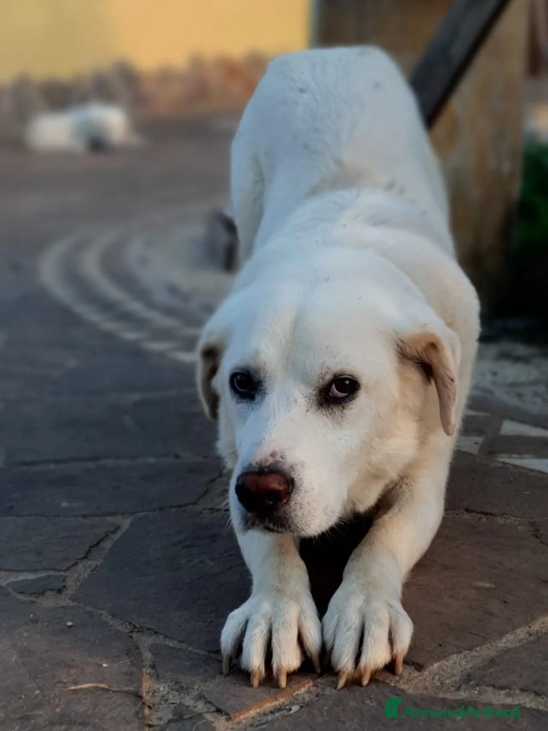 Meticcio cani in regalo: ZENO un ragazzone dolcissimo a Pomezia - Annuncio 6