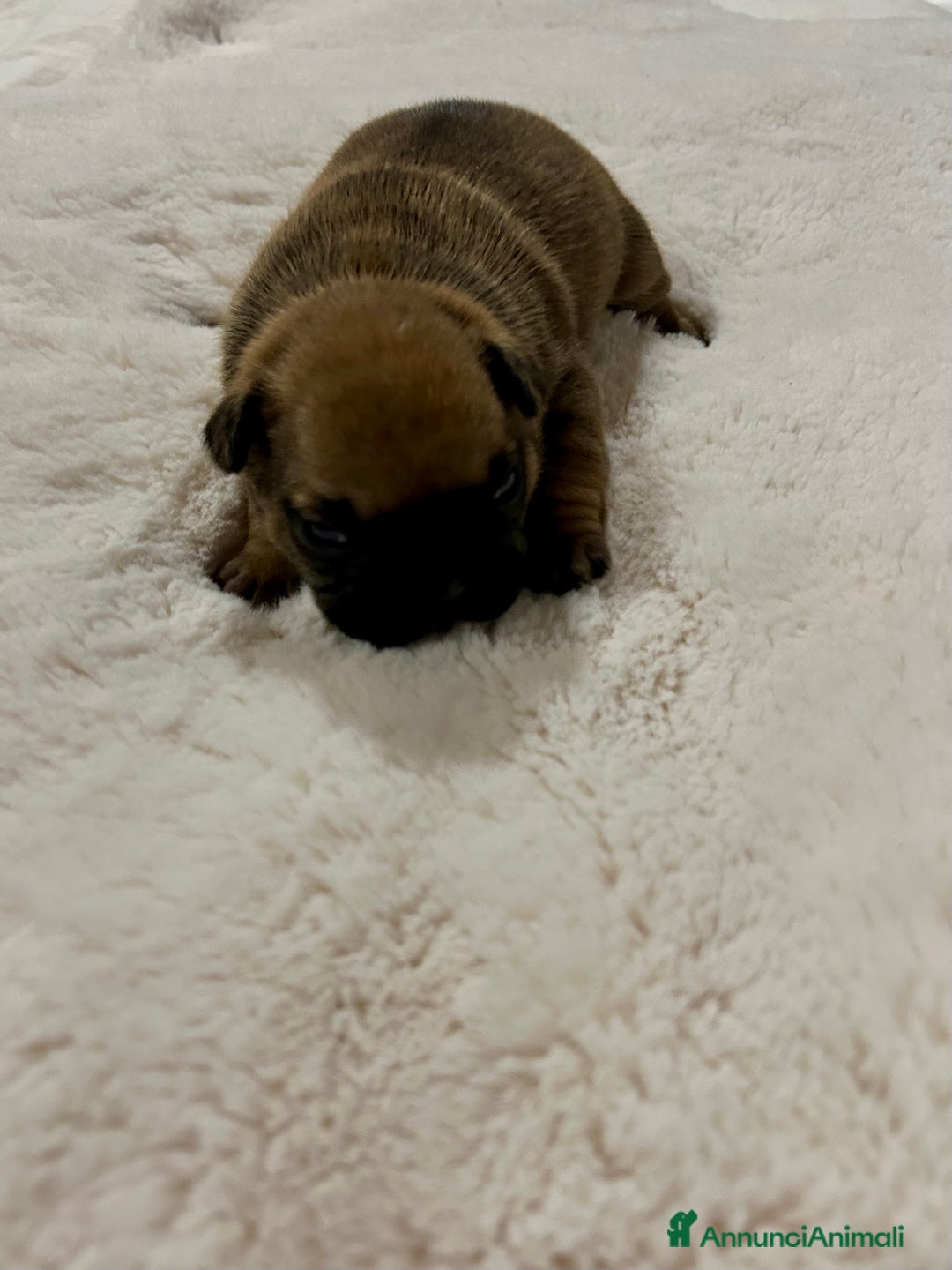 Bulldog Francese cani in vendita: cuccioli di Bulldog francese Red  - Annuncio 11