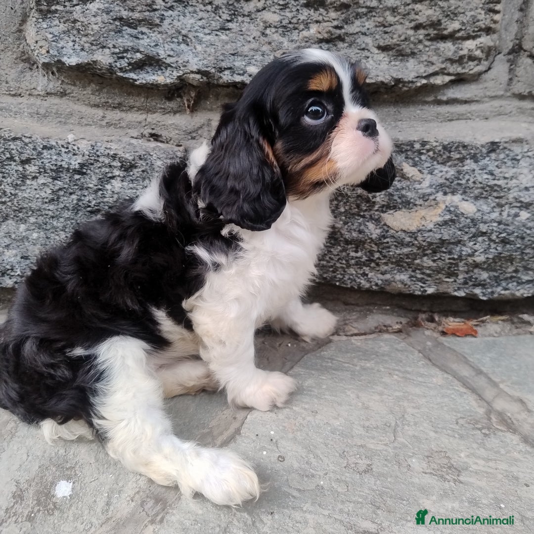 Cavalier King cani in vendita: Cavalier king con pedigree pronta da subito  a Provincia di Lecco - Immagine 6