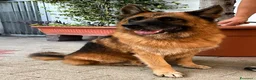 Pastore Tedesco cani in regalo: IBRA PASTORE TEDESCO - Annuncio 8