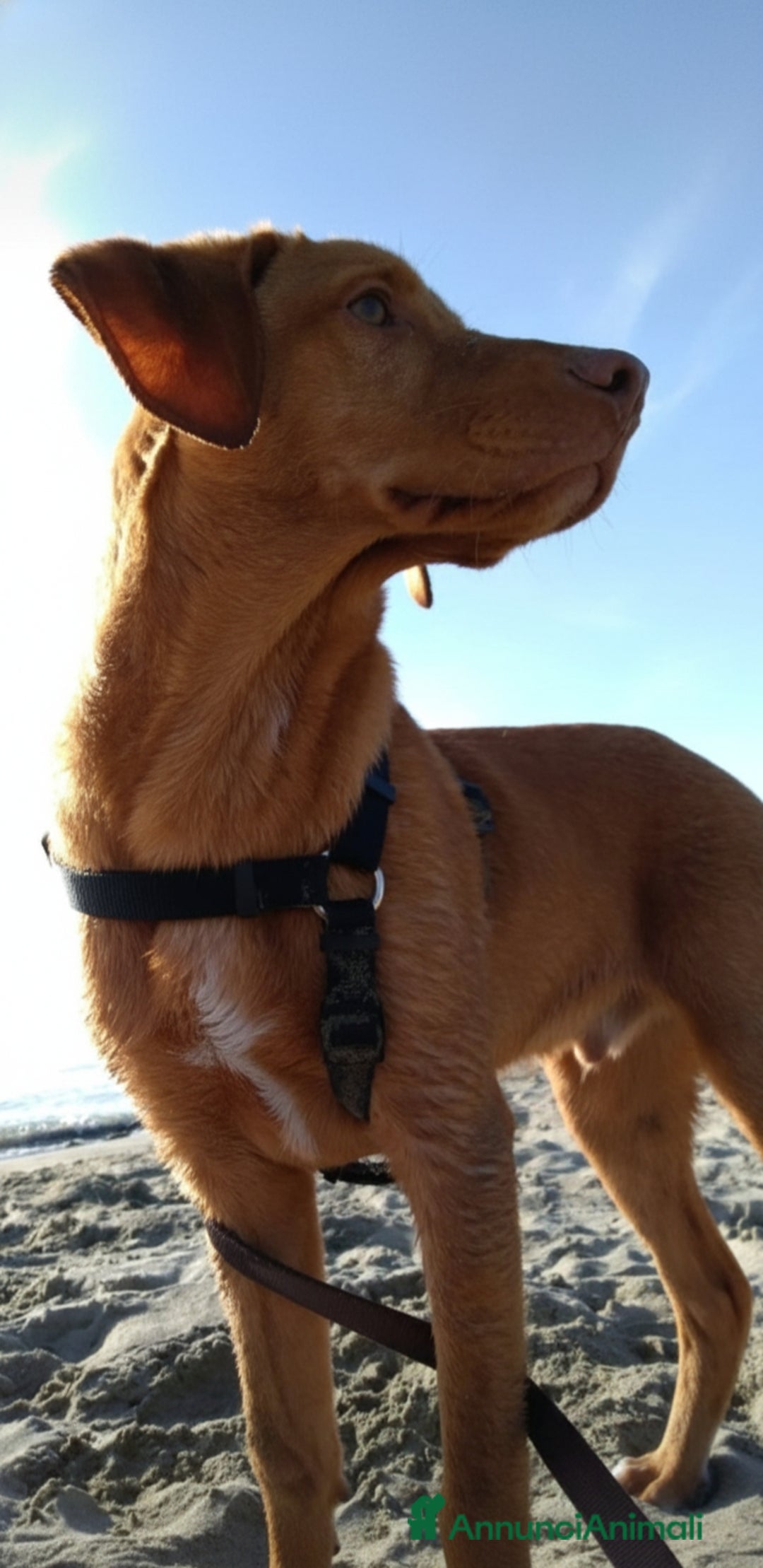 Meticcio cani in regalo: Loki cerca casa - Annuncio 3