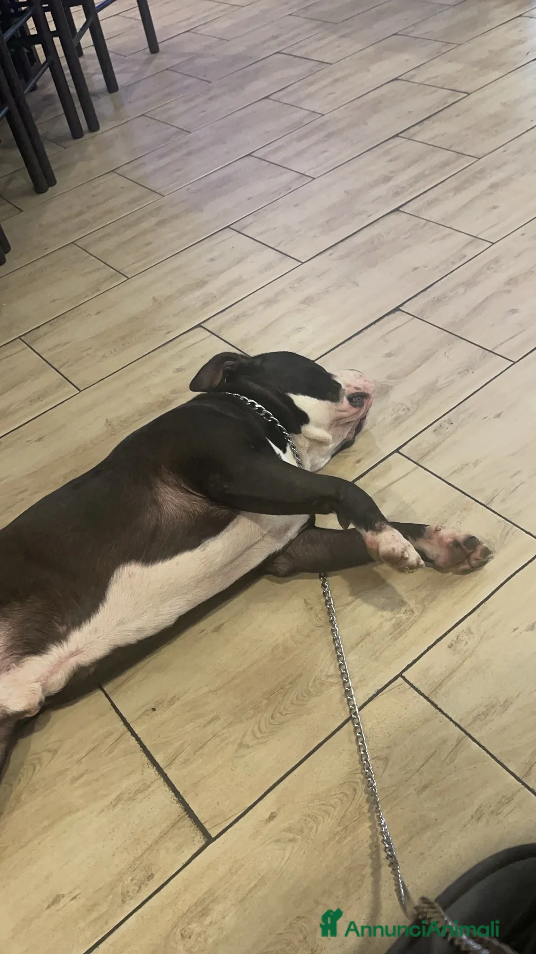 American Bully cani in regalo: American bully puro Cerca famiglia con giardino - Annuncio 8