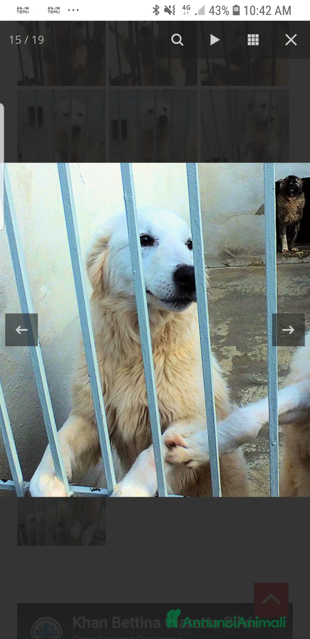 Meticcio cani in regalo: ADOZ.DEL💔:bella,socievole,umana, abbandonata! - Annuncio 2