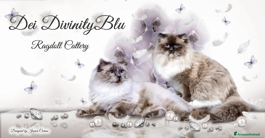 Immagine della galleria {{count}}