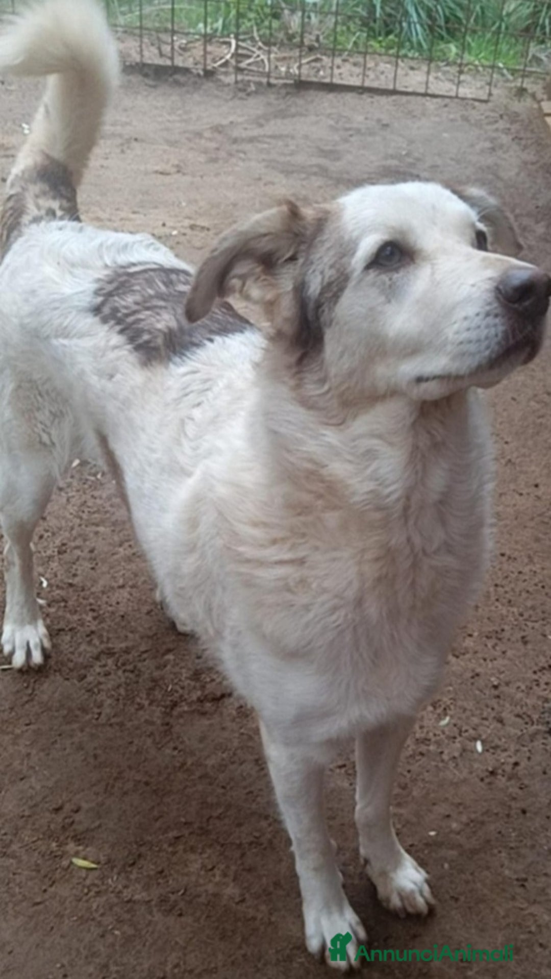 Meticcio cani in regalo: Basilio 4anni salvato da 1lager,buon carattereROMA a Città metropolitana di Milano - Annuncio 2