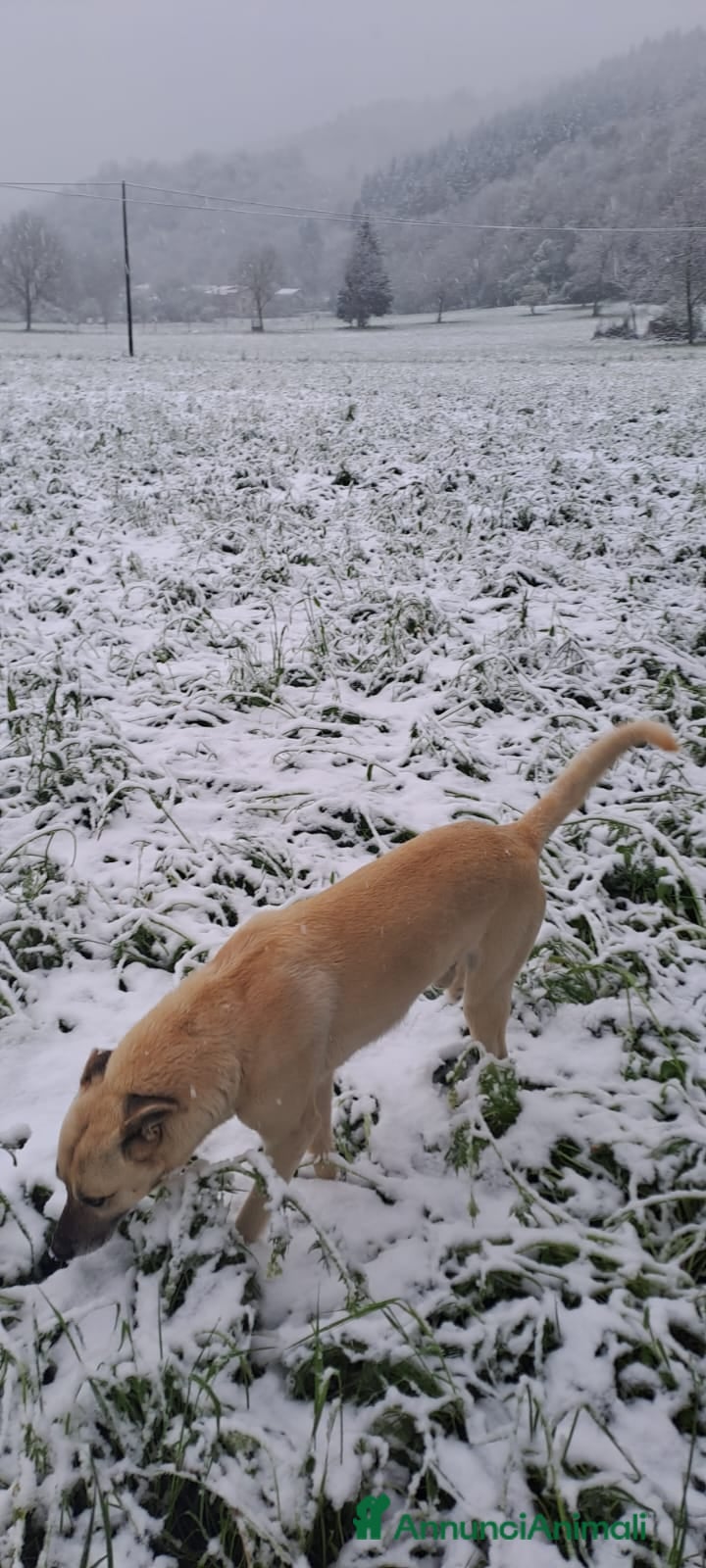Labrador cani Cane medio - Annuncio 1